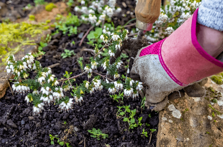 A woman's hands pulling up weeds