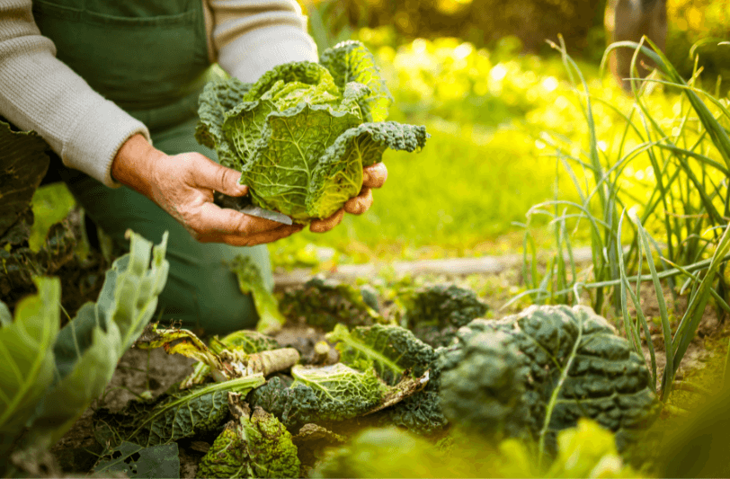 A man's hands harvesting cabbage in an organic garden