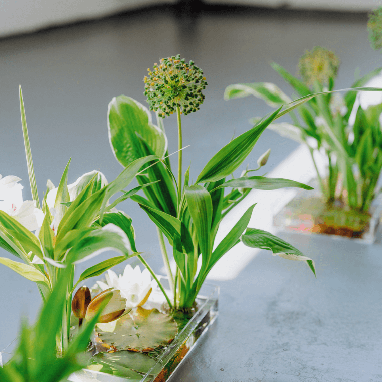 Delicate floral displays in water consisting of green foliage and white and gold flowers