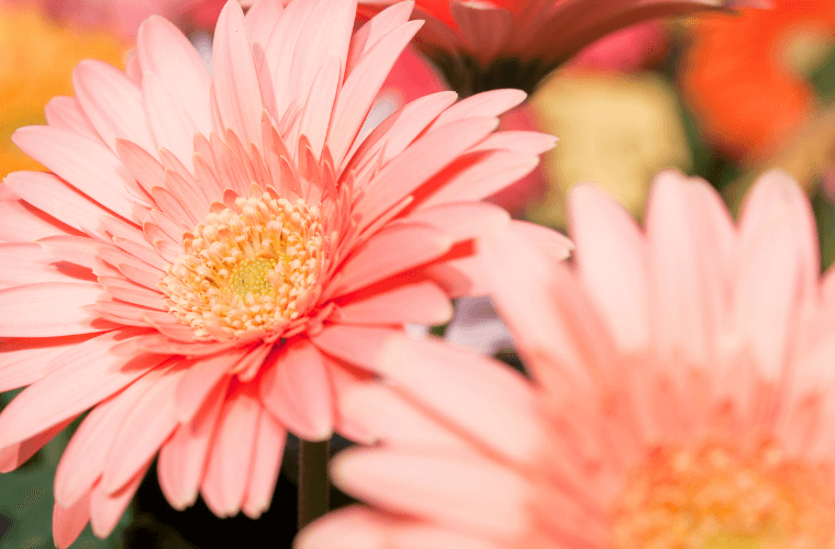 Mothers day flowers gerbera daisies