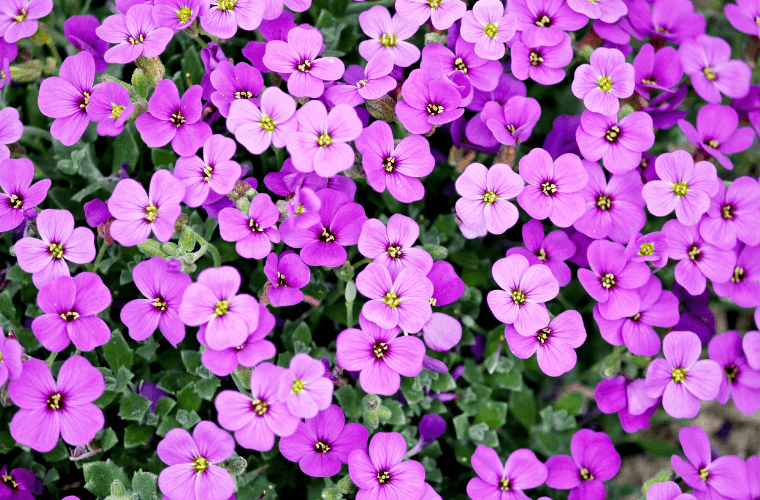 Mothers day flowers violets