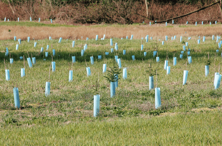 A field of young trees, each encased in light blue protective tubes, is spaced apart and planted on grassy terrain. The background features dry brown grass and leafless trees, indicating early spring or late fall. These olympic-like blue tubes protect the saplings from wildlife and harsh weather.