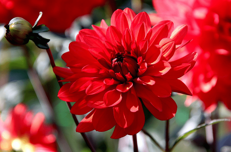 Close-up of a vibrant red dahlia flower to celebrate the frances flame dahlia in full bloom with numerous, intricately layered petals radiating out from its center. The flower is surrounded by green stems and other partially blurred dahlias in the background, creating a soft and colorful natural setting reminiscent of an olympic flowers display.