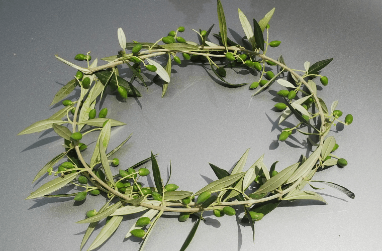 A circular olive wreath, reminiscent of the olympic tradition, lies flat on a smooth, grey surface. Composed of green olives and slender, elongated grey-green leaves intertwined with thin branches, the natural texture and color contrast elegantly with the sleek background.