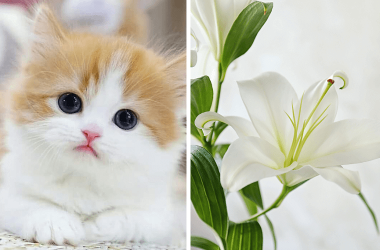 Poisonous Plants for Pets & Signs Something Isn’t Right (2024)