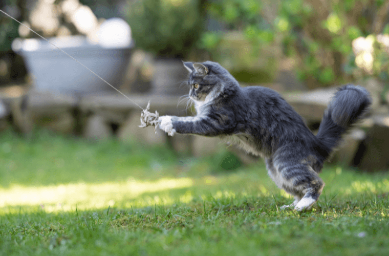 A cat playing with a toy in a garden