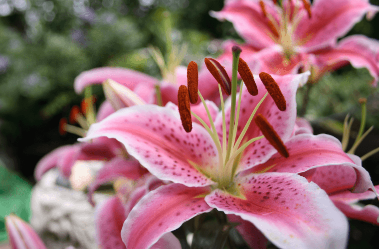 Pink lily blooms growing in the wild