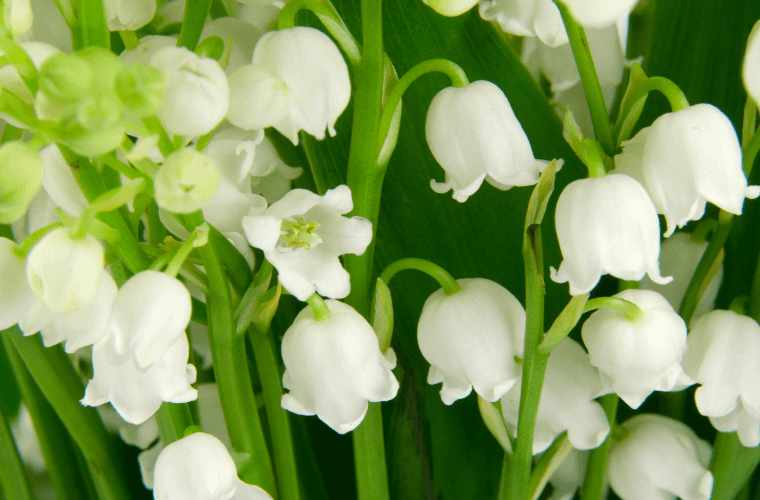 Lily of the valley flowers
