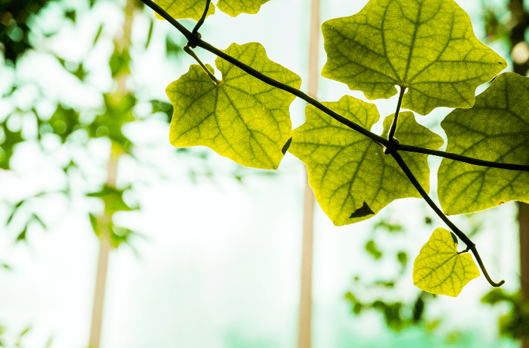 Ivy leaves with sunlight in the background