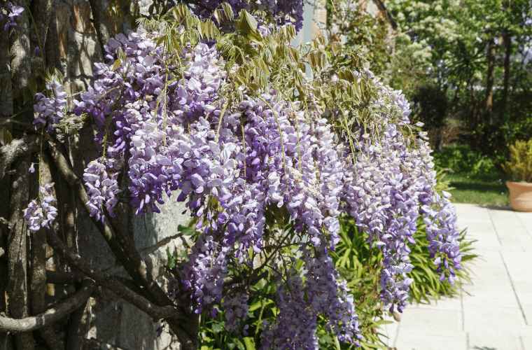 Purple wisteria flowers hanging from a bush