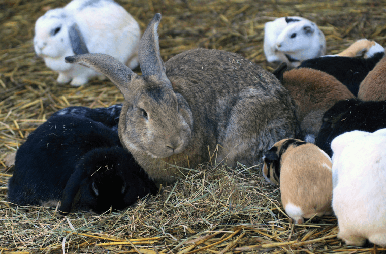 Rabbits and guinea pigs together on hay