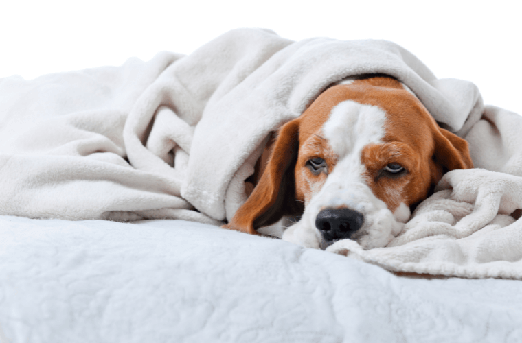 A sick looking dog wrapped in a blanket