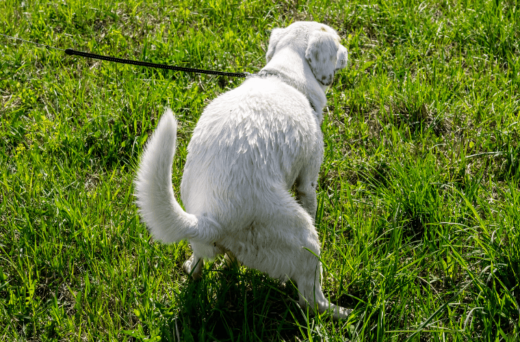 A white dog having a poop