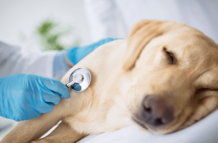 Dog being examined by a vet