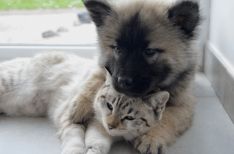 A puppy and a cat curled up together