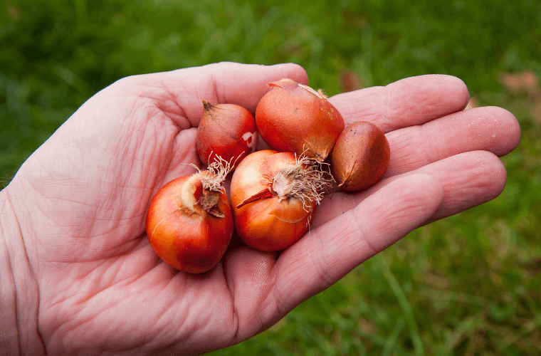 A hand holding tulip bulbs