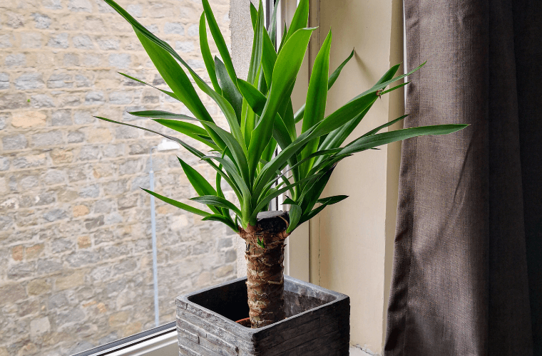 A yucca plant in a pot on a window sill