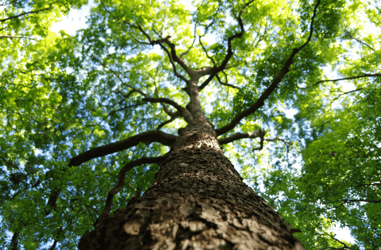 Looking up to the sky through the branches of a tree