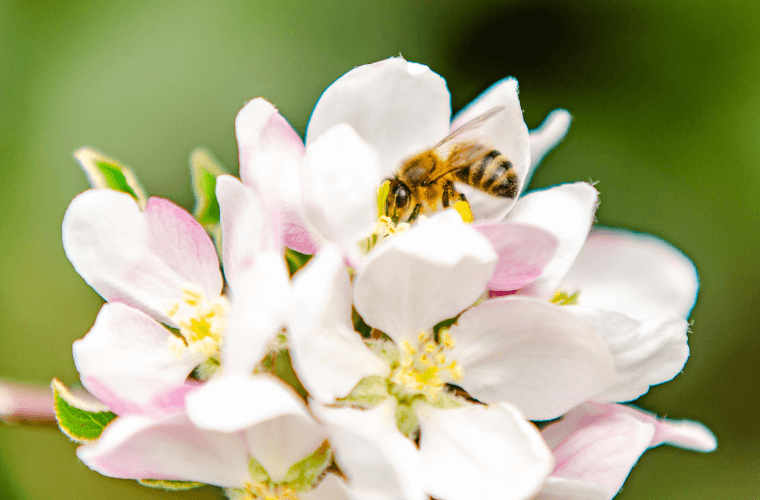 A honeybee on apple blossom