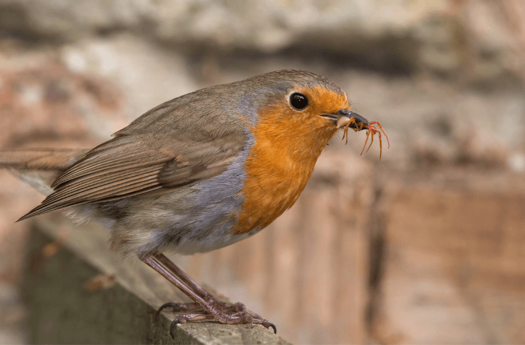 A robin eating an ant