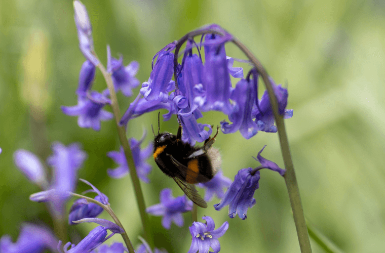 A bumblebee on a bluebell flower