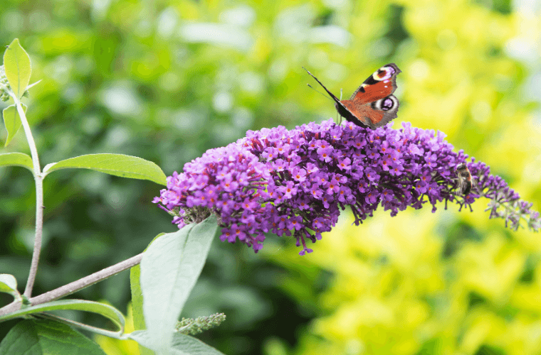 A butterfly on a purple buddleia flower