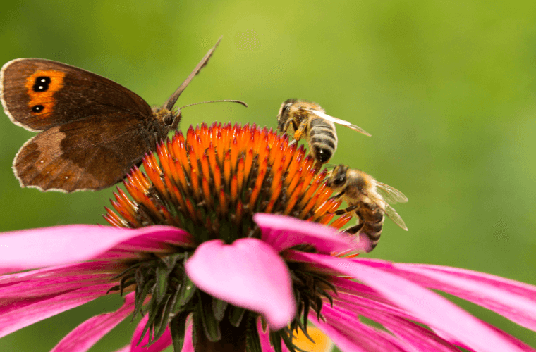 A butterfly and bees on a pink flower