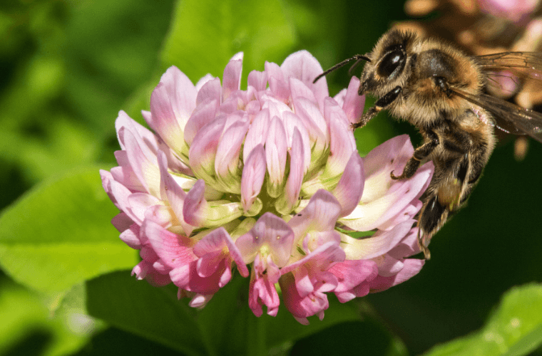 A bee on a pink clover flower