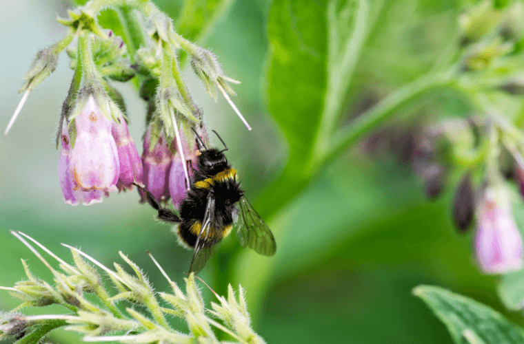 A bee on a pink comfrey flower