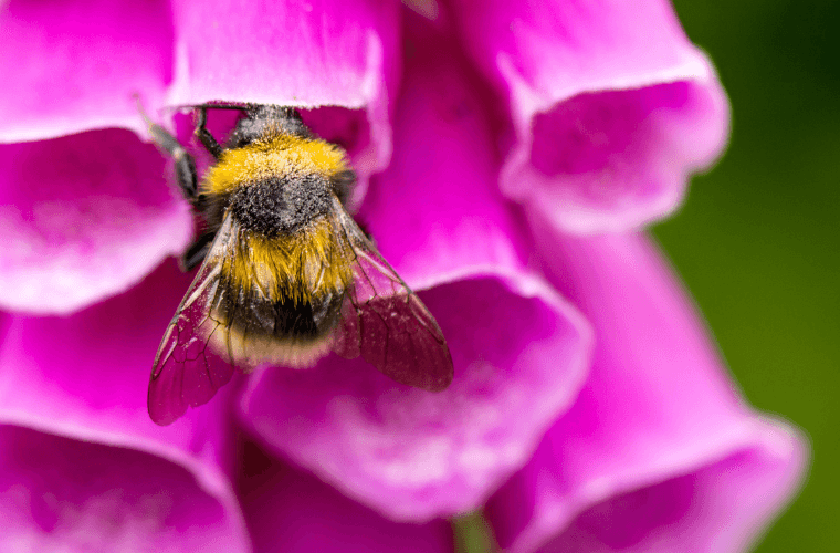 A bee on a foxglove flower