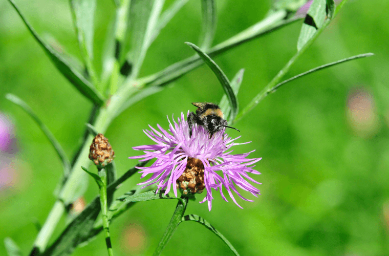 A bee on a greater knapweed flower