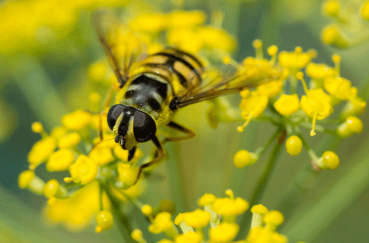 A hoverfly on bronze fennel flowers