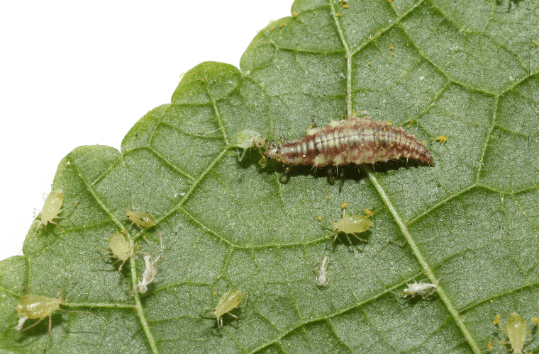 Lacewing larvae on a leaf eating aphids
