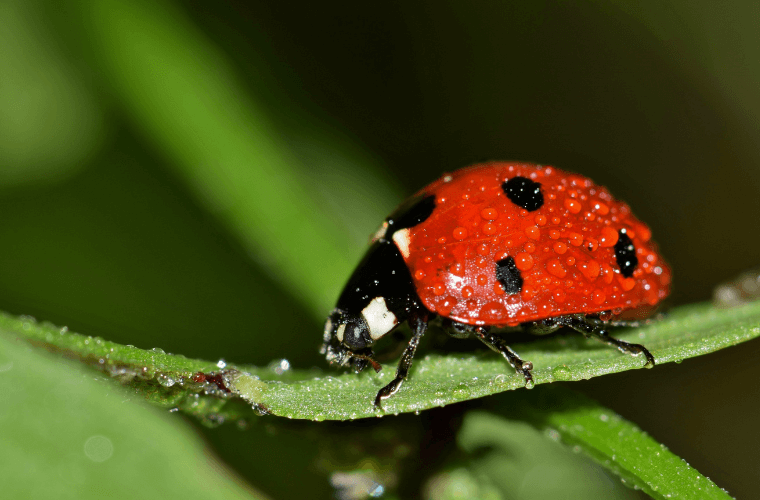 A seven spot ladybird on a leaf