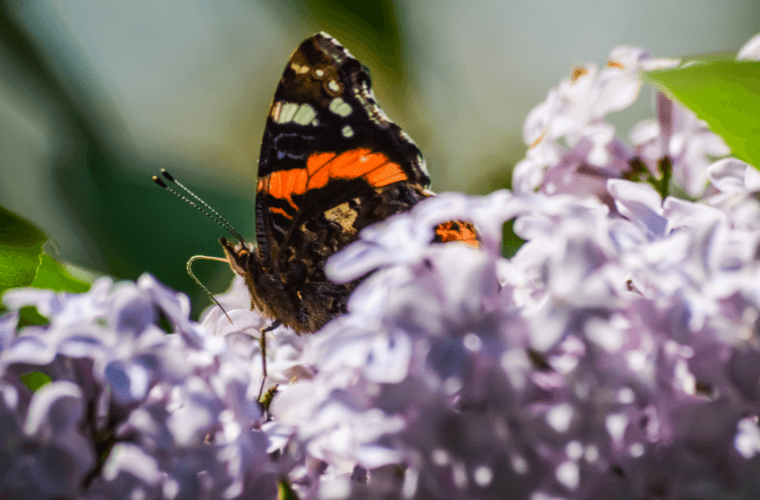 A red admiral butterfly on lilac flowers