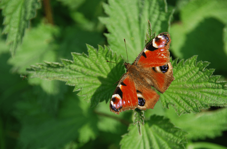 A peacock butterfly on a nettle leaf