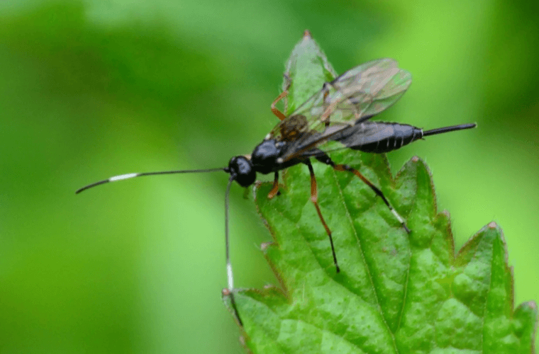 A parasitiod wasp on a leaf