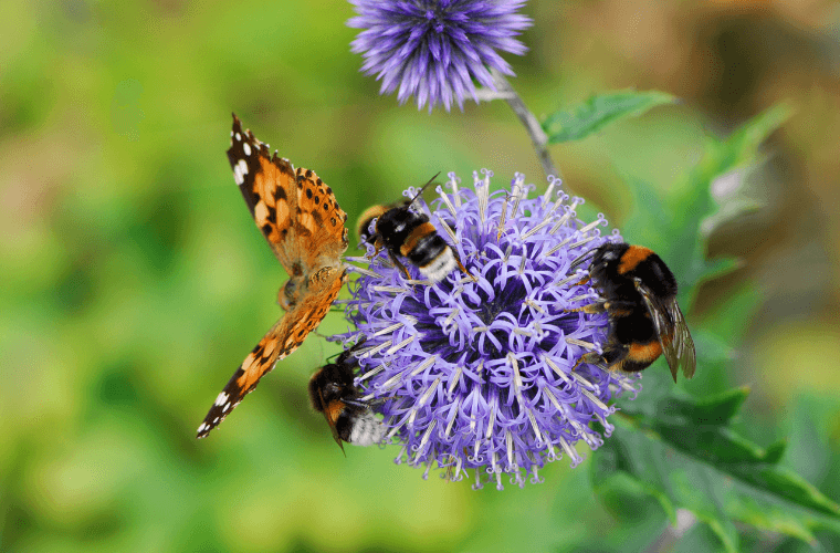 Bees and a butterfly pollinating a blue flower