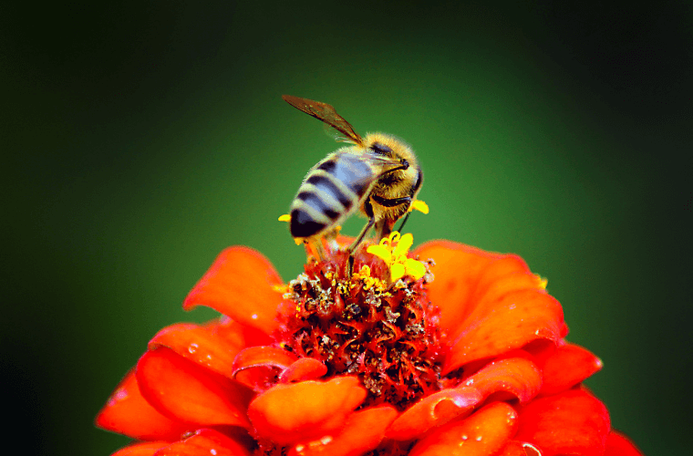 A honeybee on a red flower