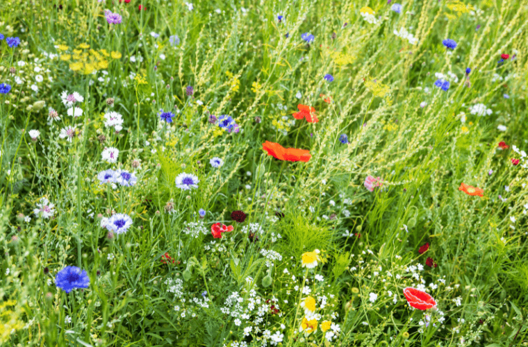 Wildflowers in colours such as white, yellow, red, and blue