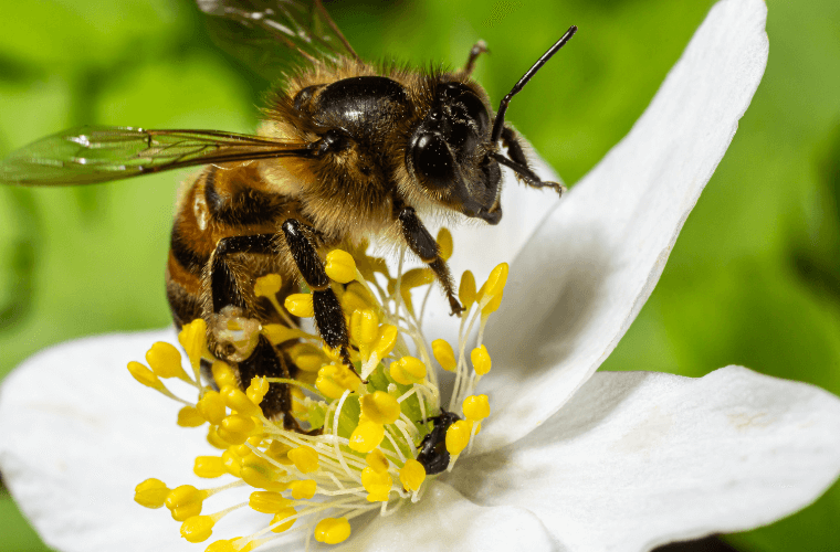 A bee on a white wood anemone flower