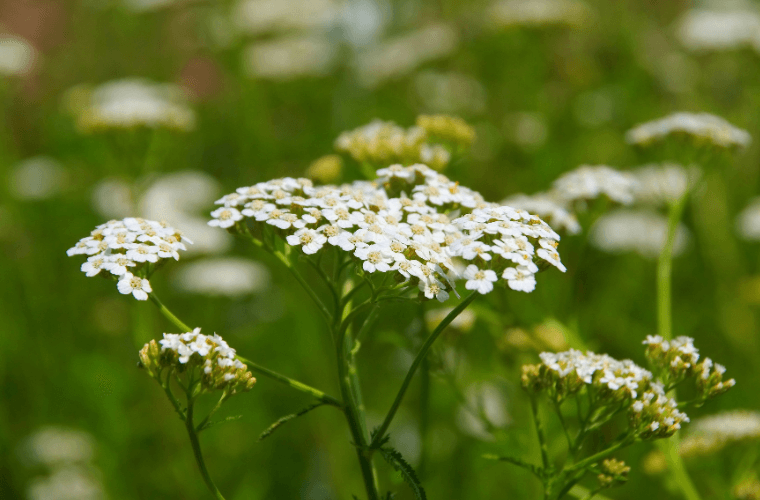 Yarrow flowers in a field