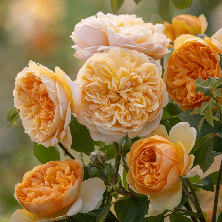 Bring me sunshine rose