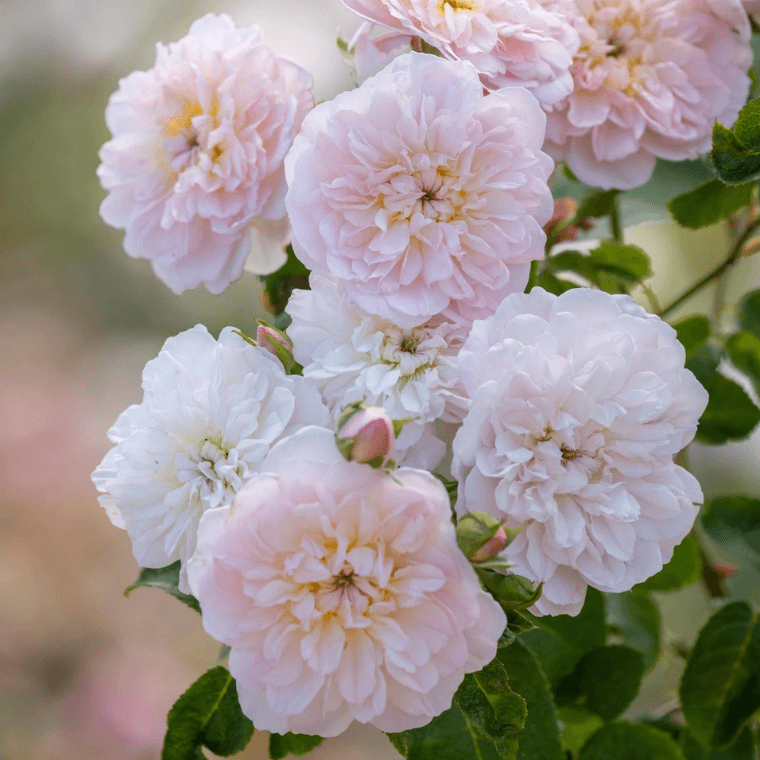 Elizabeth rose by david austin