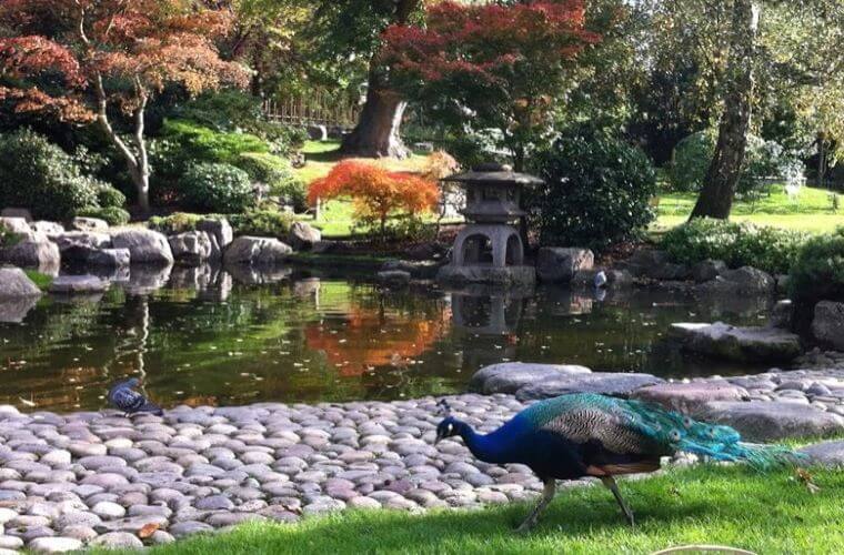 A peacock and a lake in kyoto garden, holland park