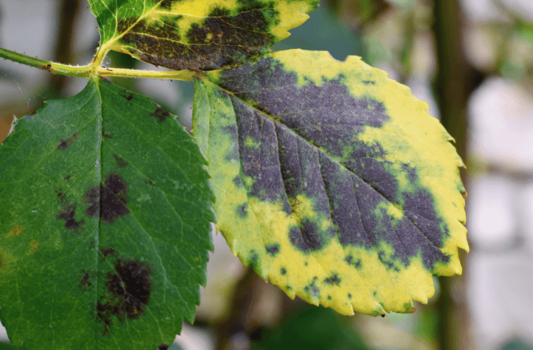 Black spot on the leaves of a rose bush