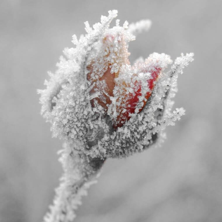 A closed rose bud covered in frost