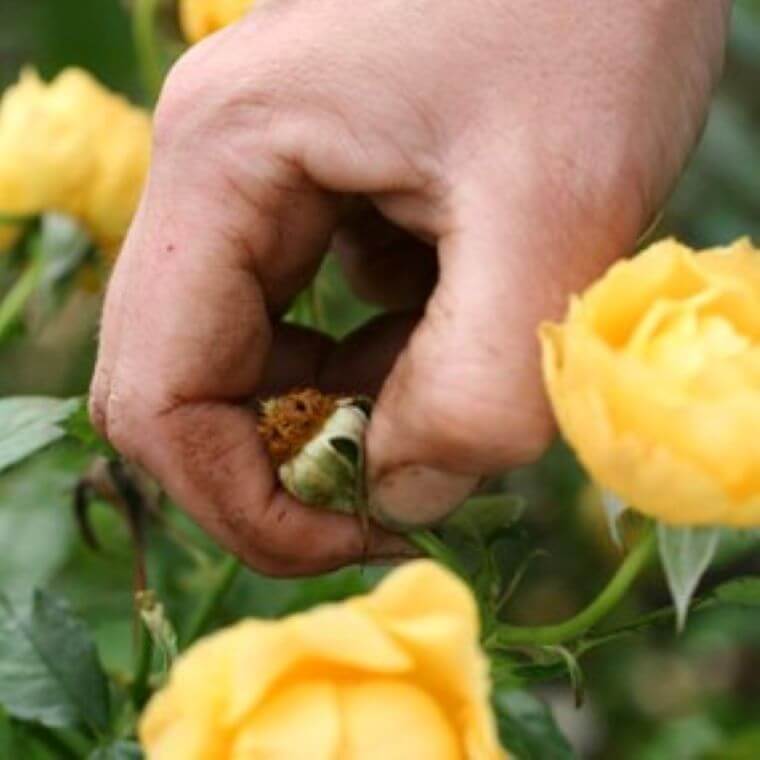 A hand pulling a dead rose head from a bush