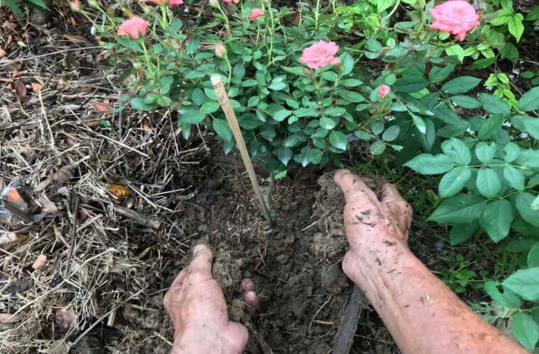 A pair of hands placing fertiliser around a rose bush