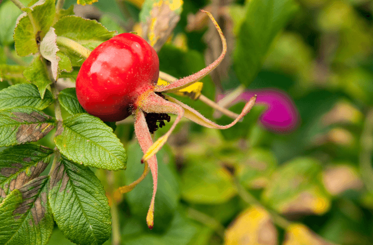 A rose hip on a bush